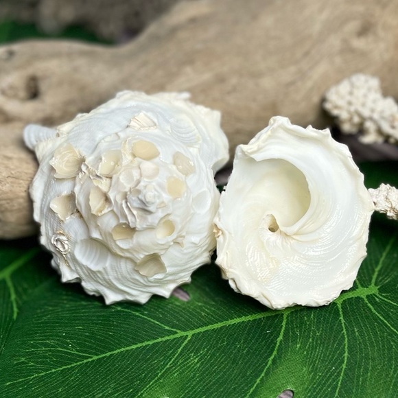 (2) RARE White Carrier Seashells Collector Shells Coastal Nautical Beach Decor - Picture 5 of 17